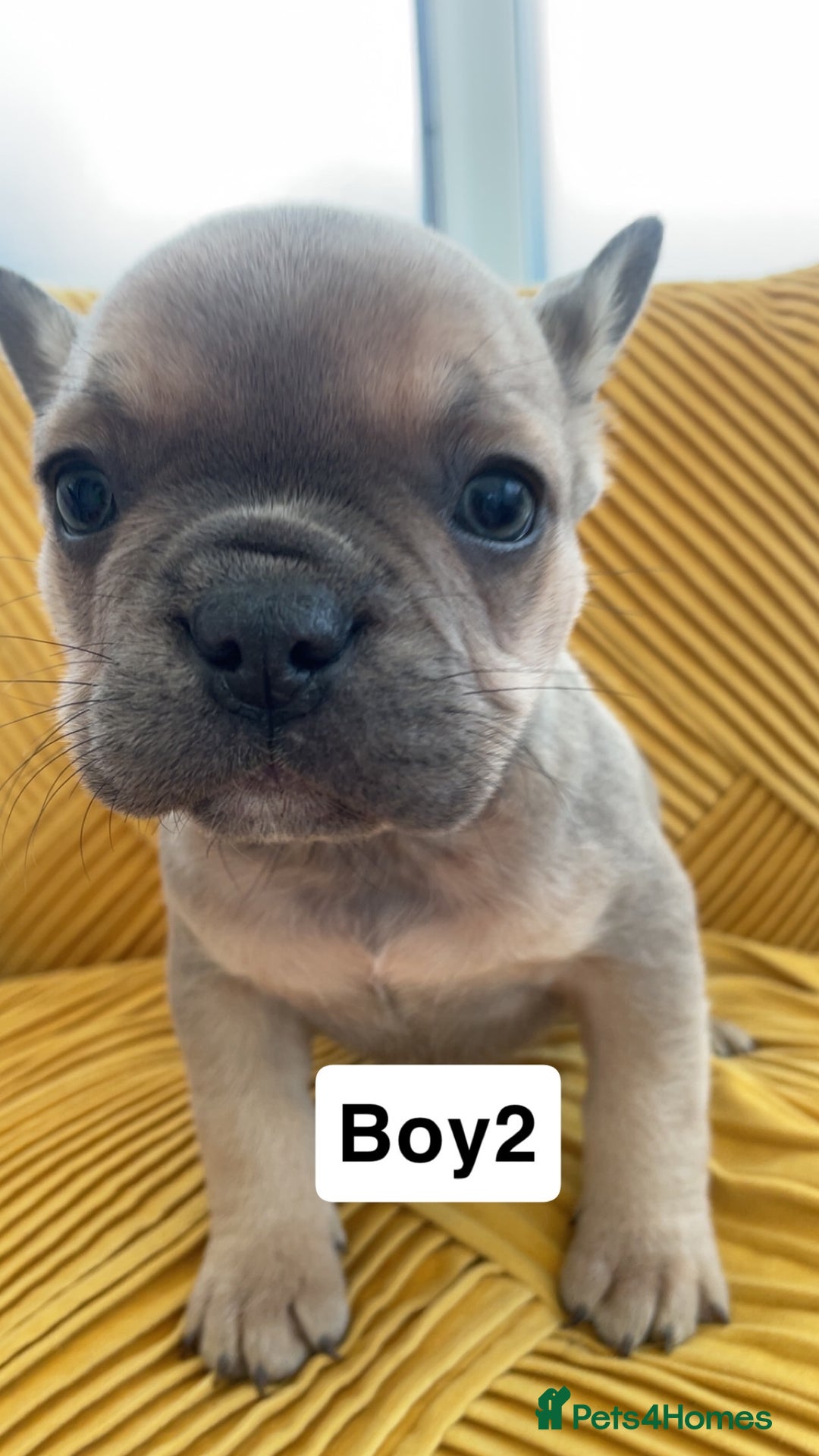 French Bulldog dogs for sale: Ready now!!! Rainbow litter - Image 12