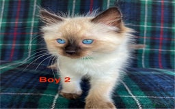 Ragdoll cats for sale: Ragdoll Kitten GCCF, ready now. - Image 10