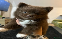 Pomeranian dogs for sale: 2 stunning boy Pomeranian pups ready in 1 week  - Image 9