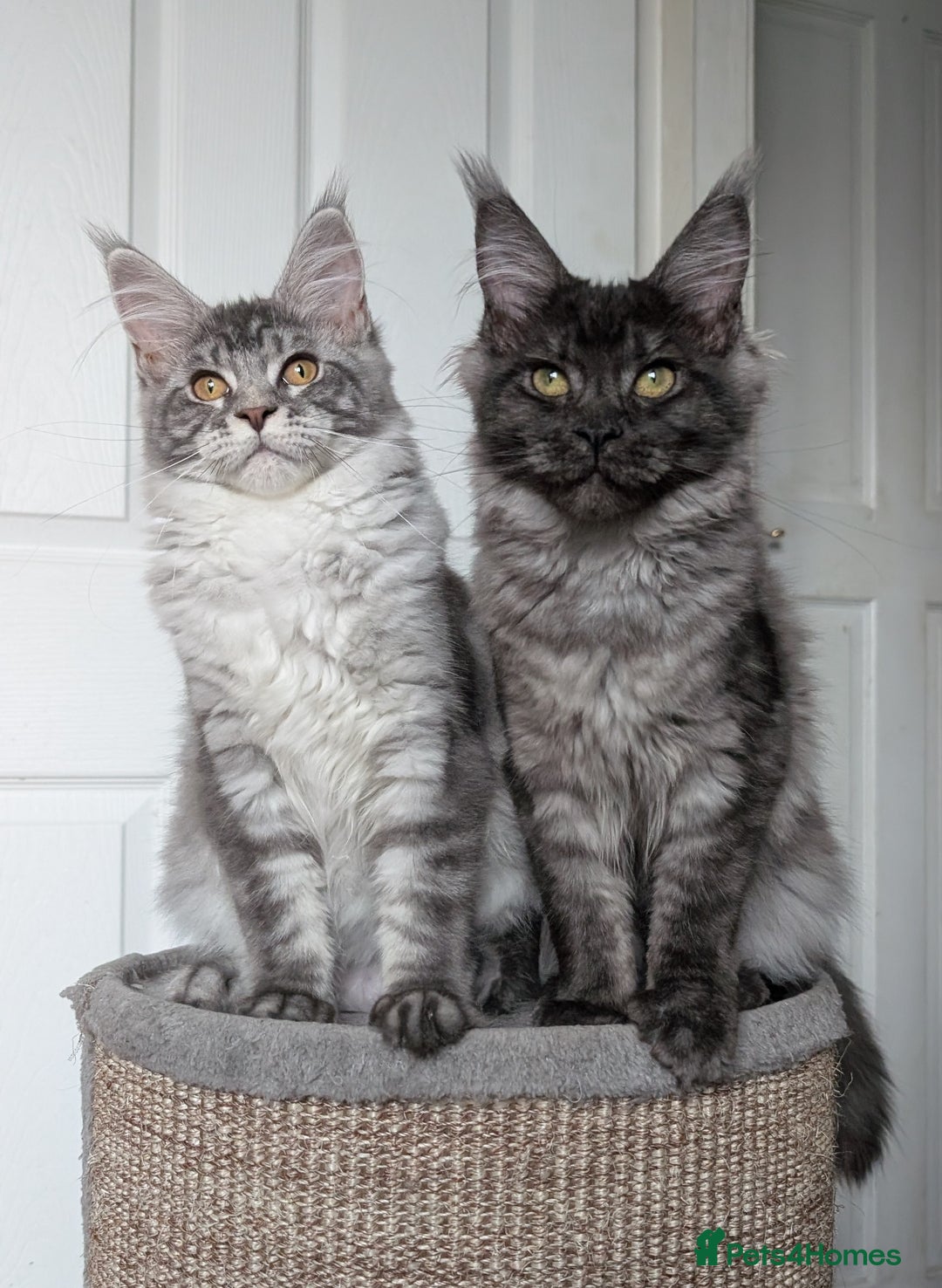 Maine Coon cats for sale:  LAST Black Smoke Maine coon girl available  - Image 4