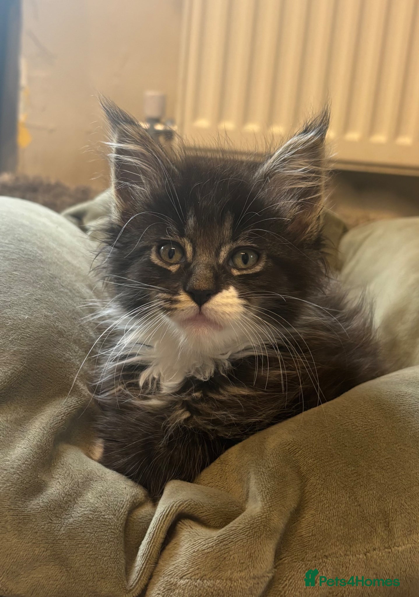 Maine Coon Kitten 5