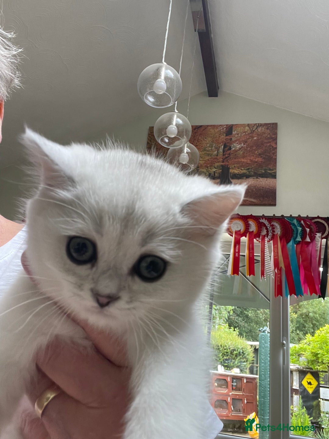 British Shorthair cats for sale: BSH BLACK TIPPED KITTENS GCCF REGISTERED  - Image 15