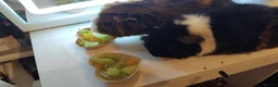 Guinea Pig rodents for sale: 2 guinea pigs and their stuff  in London - Advert 2