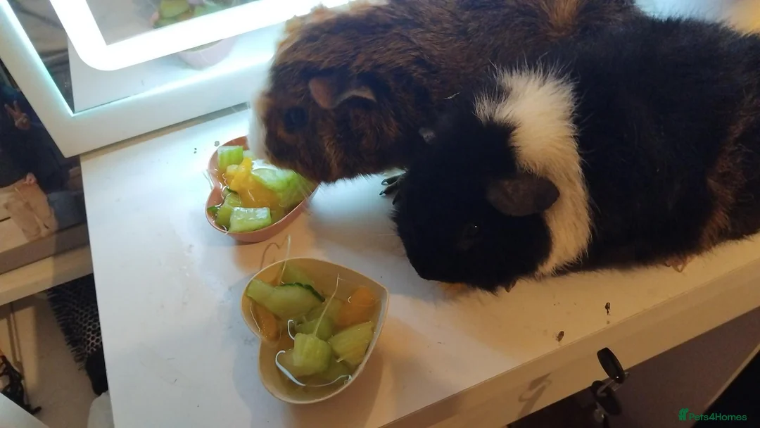 Guinea Pig rodents for sale: 2 guinea pigs and their stuff  in London - Advert 2