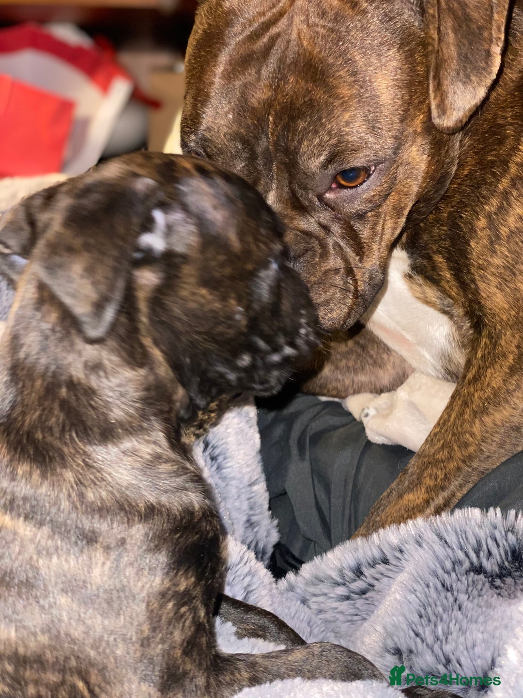 Mixed Breed dogs for sale: 🤩 mum kc boxer dad mini boxer 5 pups rare 🤩 - Advert 15