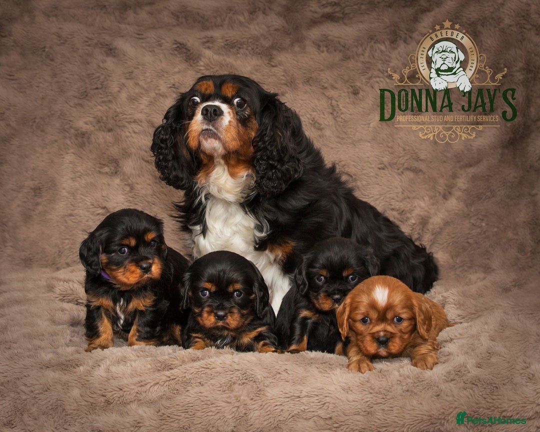 Cavalier King Charles Spaniel dogs for sale: Donna Jays old school type cavalier King Charles  - Image 4