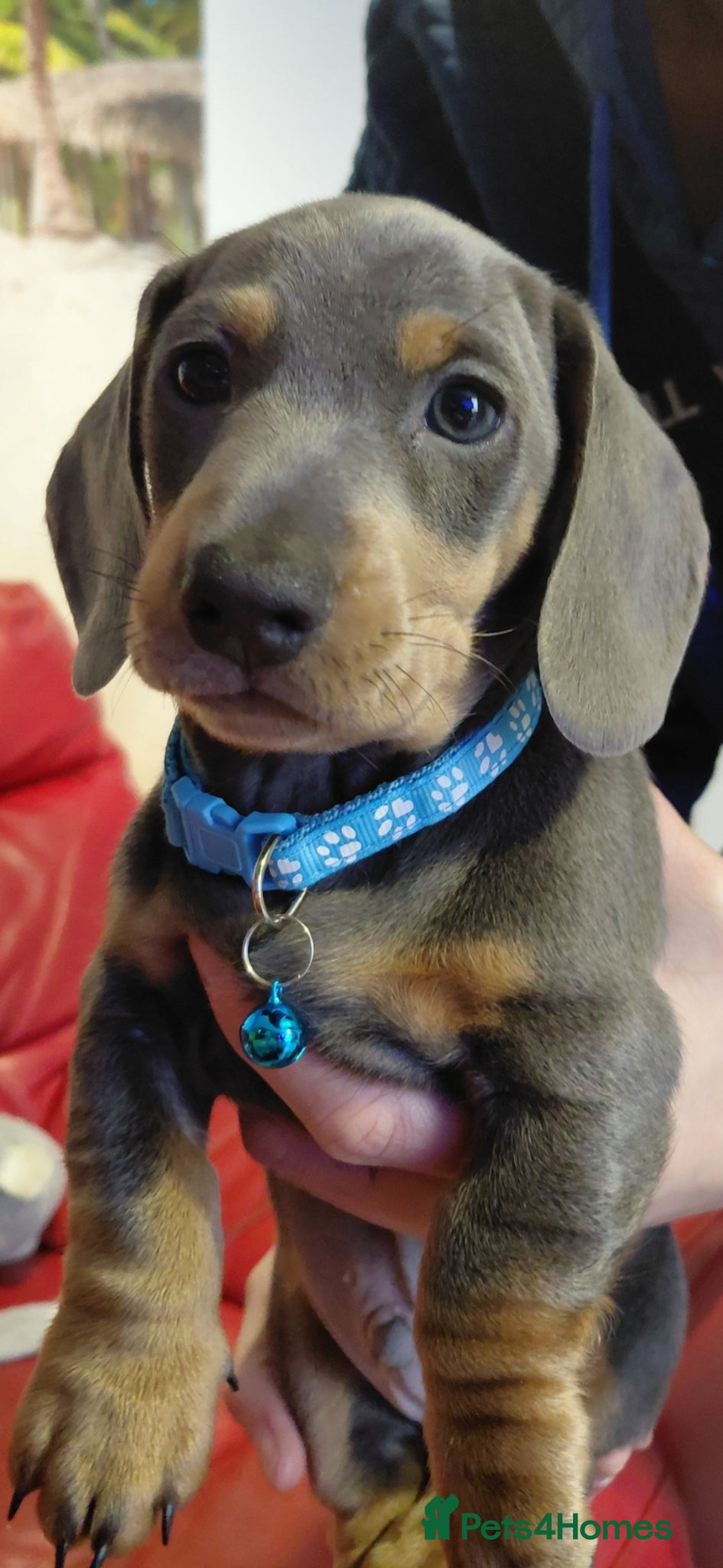 Miniature Dachshund dogs Miniature Daschund puppies  - Advert 1