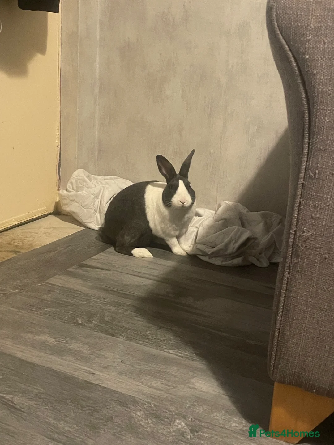 Rex rabbits for sale: Rabbit for sale  in Stamford - Advert 2