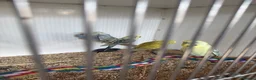 Budgerigars birds for sale: Lots of budgies - Advert 4