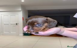 Miniature Dachshund dogs for sale: Dolly mixture dapple/piebald  - Image 20