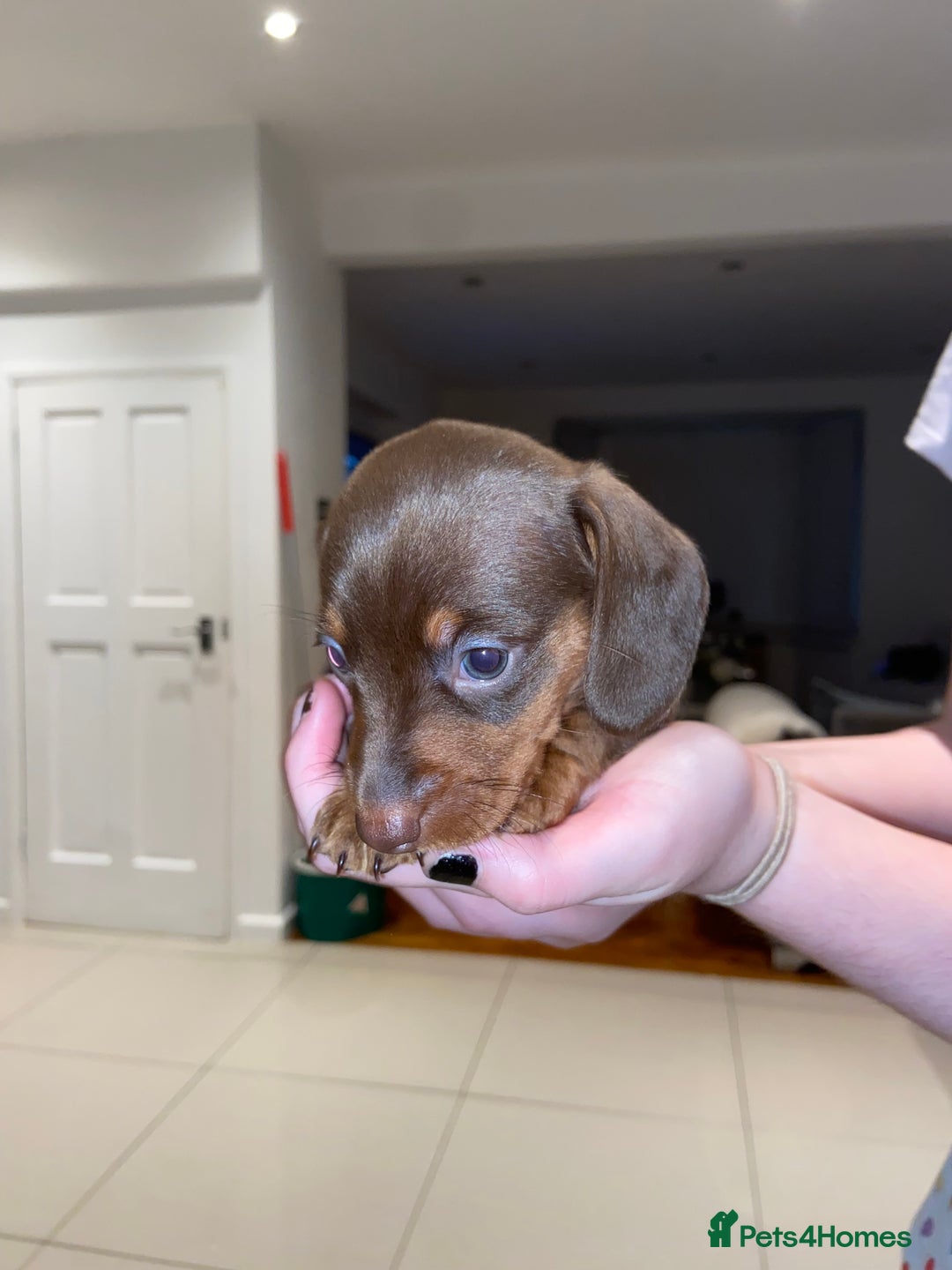 Miniature Dachshund dogs for sale: Dolly mixture dapple/piebald  - Image 20