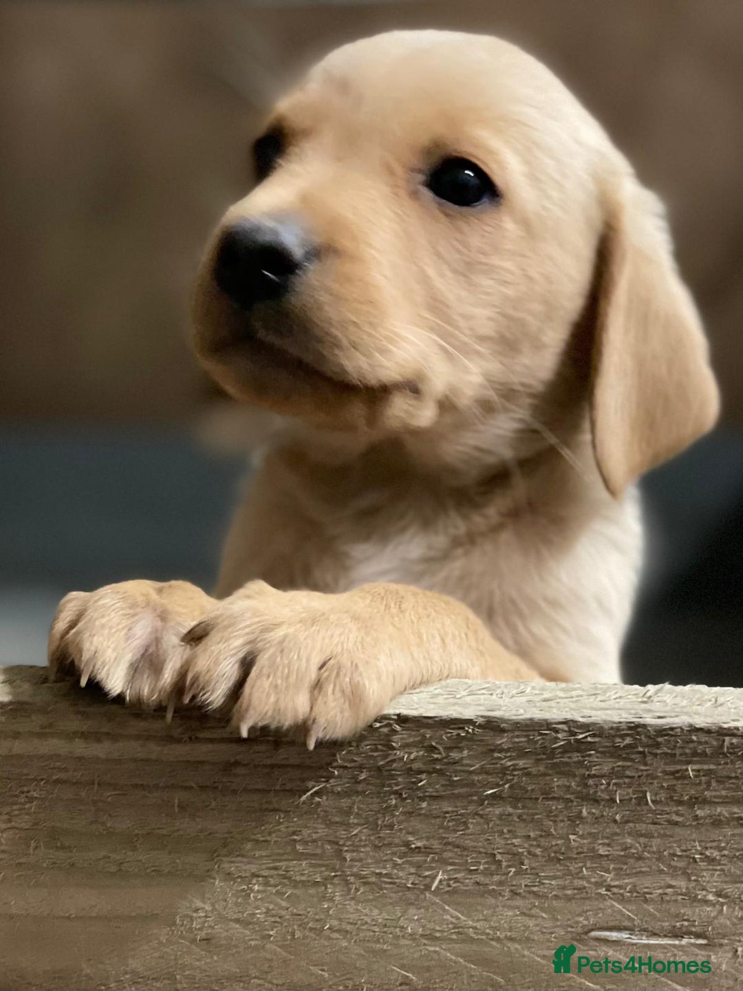 Labrador Retriever dogs for sale: Fox red Labradors  - Image 18