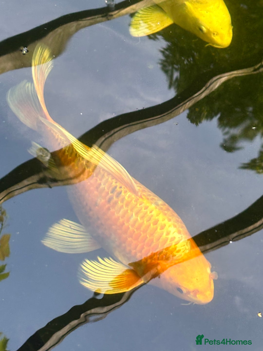 Koi Carp fish for sale: Koi for sale - Image 14