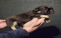 French Bulldog dogs for sale: Fluffy french bulldogs  - Advert 15