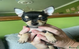 Chihuahua dogs for sale: Small Chihuahua puppies for sale  - Image 10