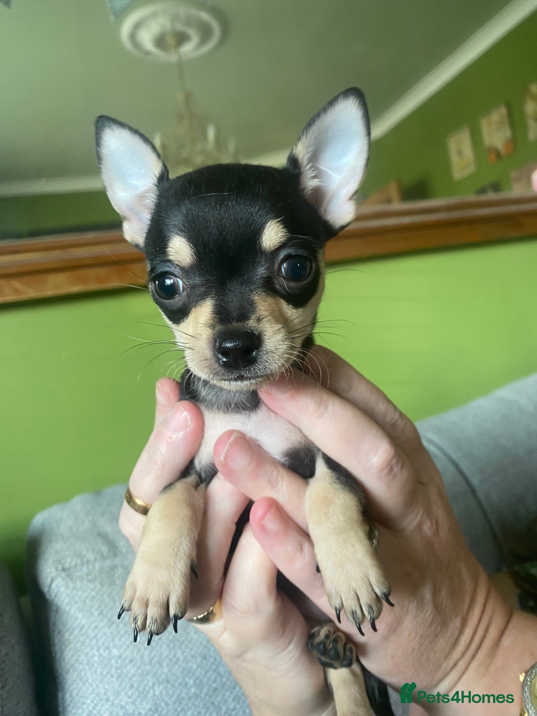 Chihuahua dogs for sale: Small Chihuahua puppies for sale  - Image 10