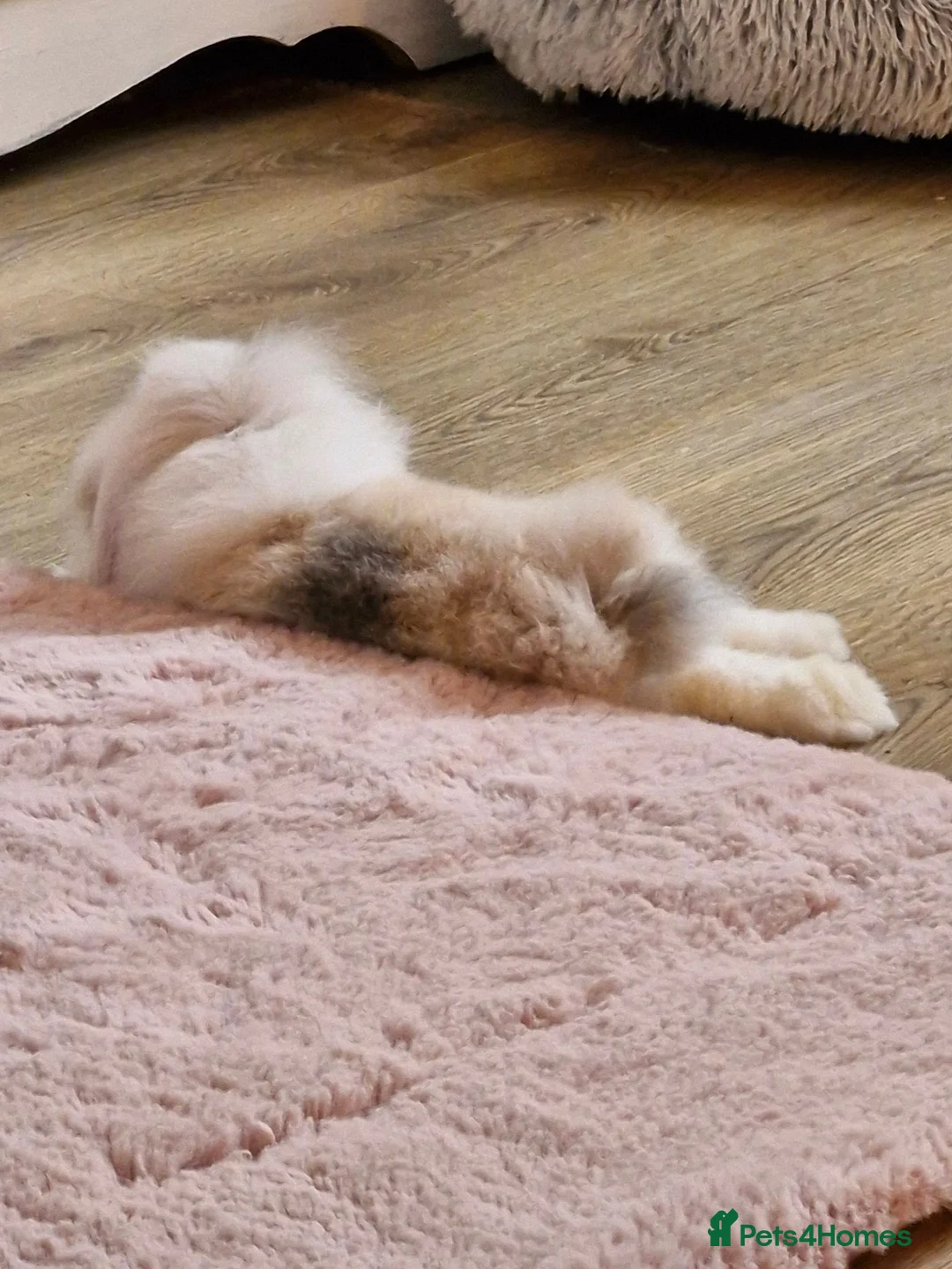 Mixed Breed rabbits for sale: Gorgeous baby bunny got  - Advert 4