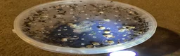 Snails invertebrates for sale: Giant African land snails. - Advert 3
