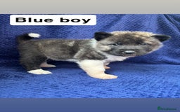 Akita dogs for sale: 5⭐️ Akita pups - Image 6