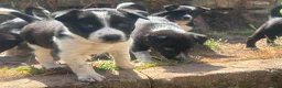 Border Collie dogs for sale: Fully Health Tested Border Collie Puppy For Sale in Coleford - Advert 18