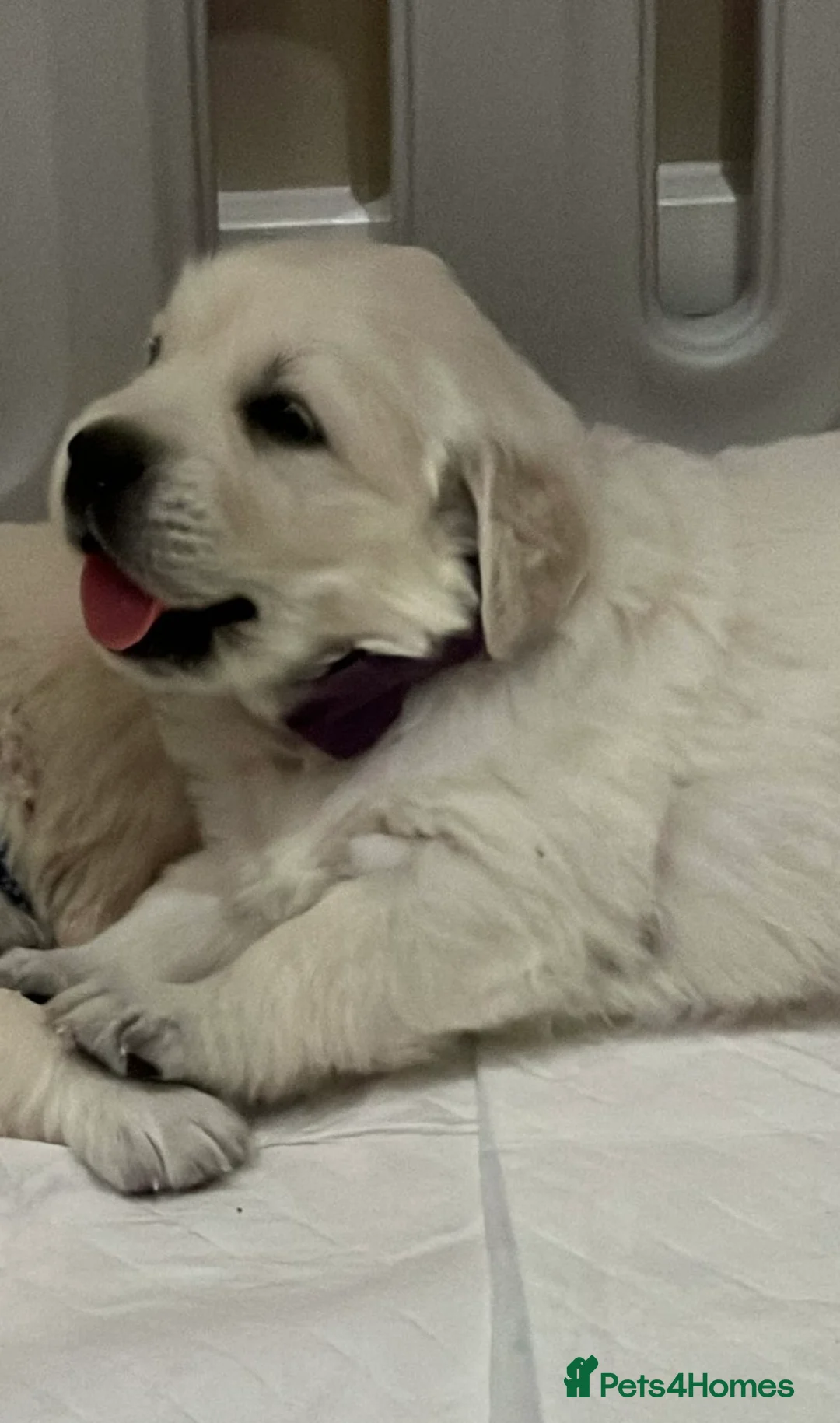 Golden Retriever dogs for sale: Exceptional Show Champion Litter   - Advert 7