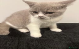 British Shorthair cats for sale: Adorable baby cats - Advert 16