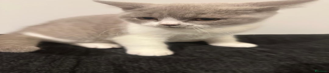 British Shorthair Kitten 2