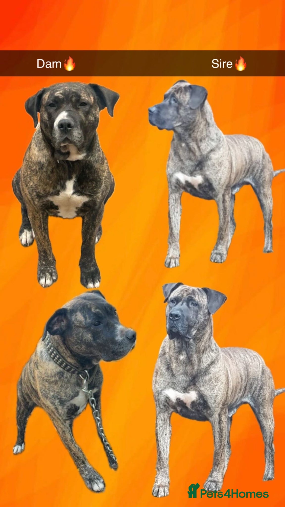 Presa Canario dogs  Quality🏆 Champion Blood presa Canario pups!! - Advert 4