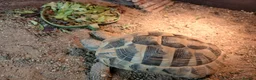 Hermann Tortoise reptiles for sale: Male Hermann Tortoise  - Advert 4