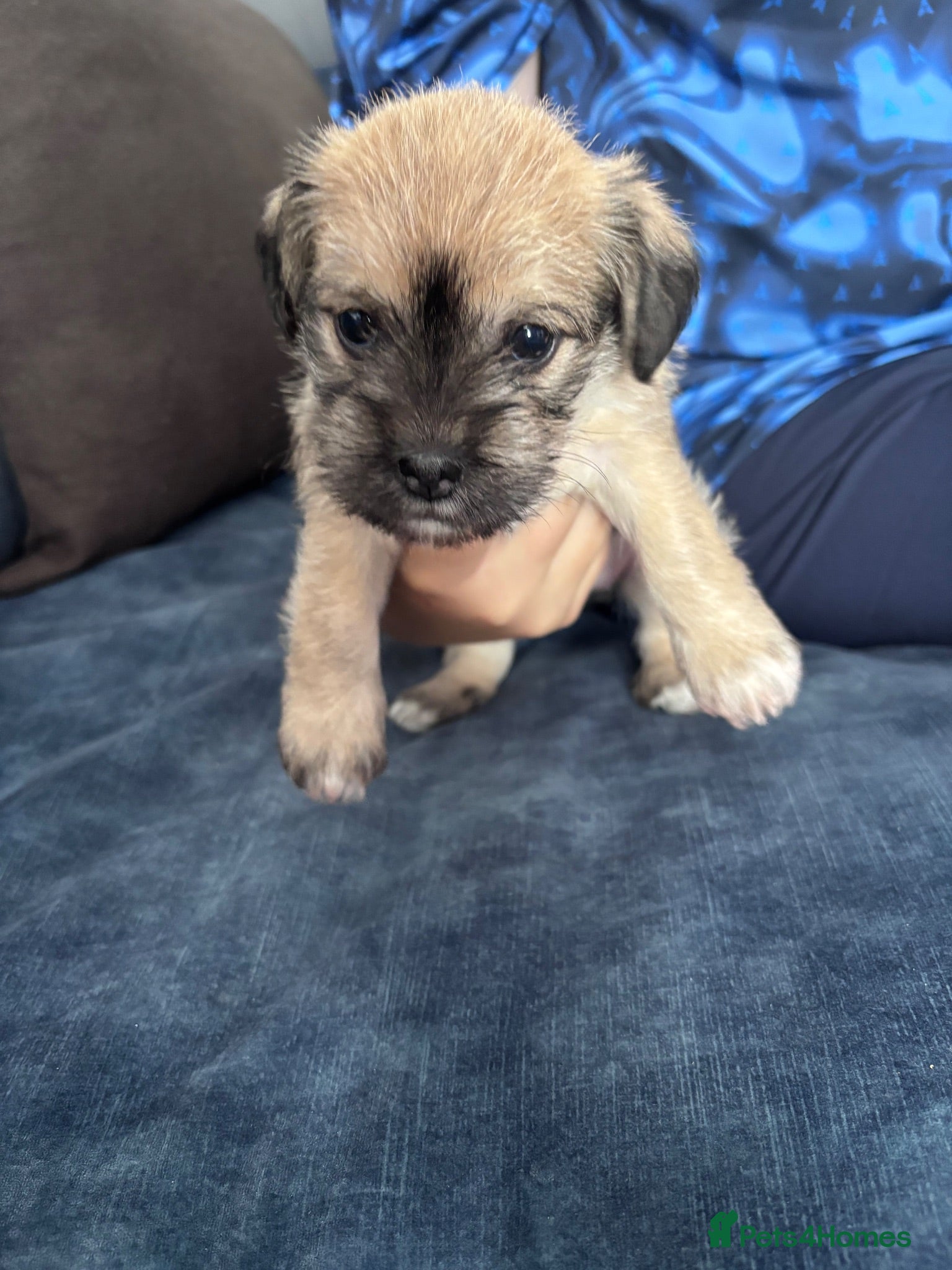 Mixed Breed dogs Female Schapso puppy  - Advert 10