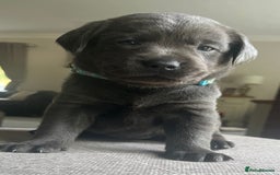 Labrador Retriever dogs for sale: Stunning litter of Silver & Charcoal Lab pups  - Image 3