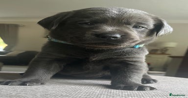 Labrador Retriever dogs - Advert 9