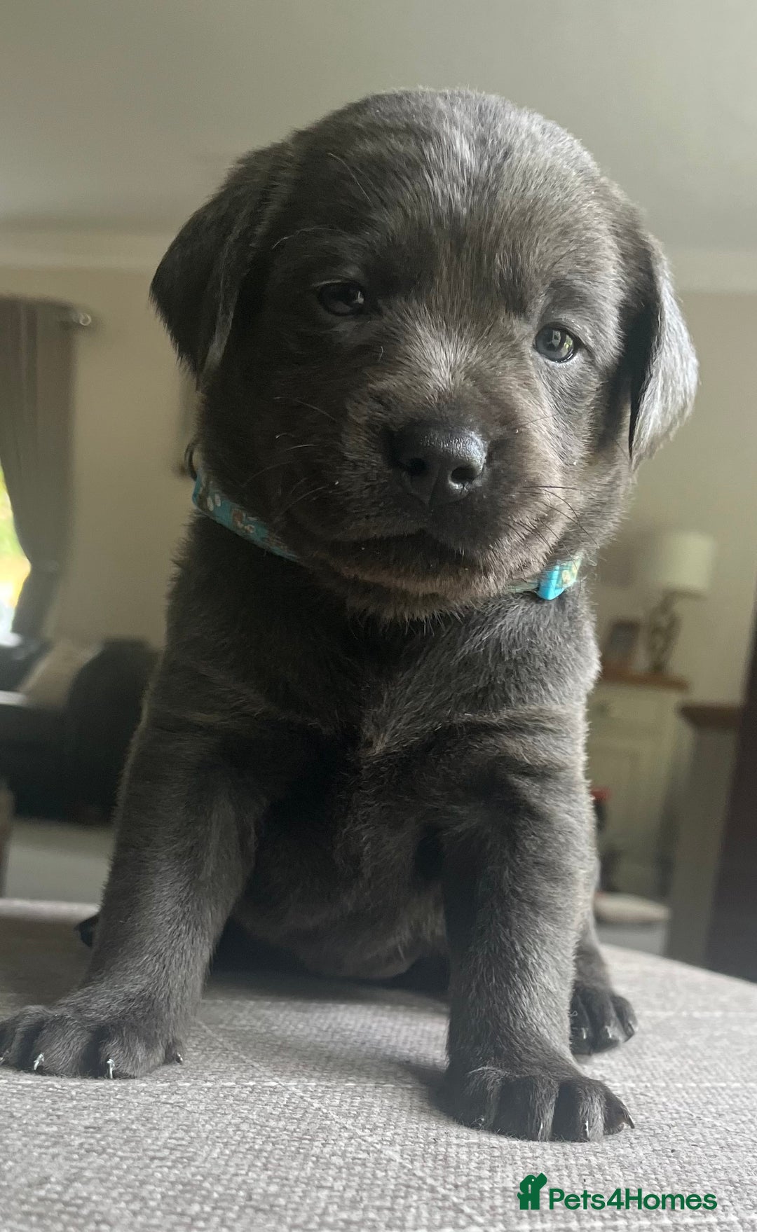 Labrador Retriever dogs for sale: Stunning litter of Silver & Charcoal Lab pups  - Image 3
