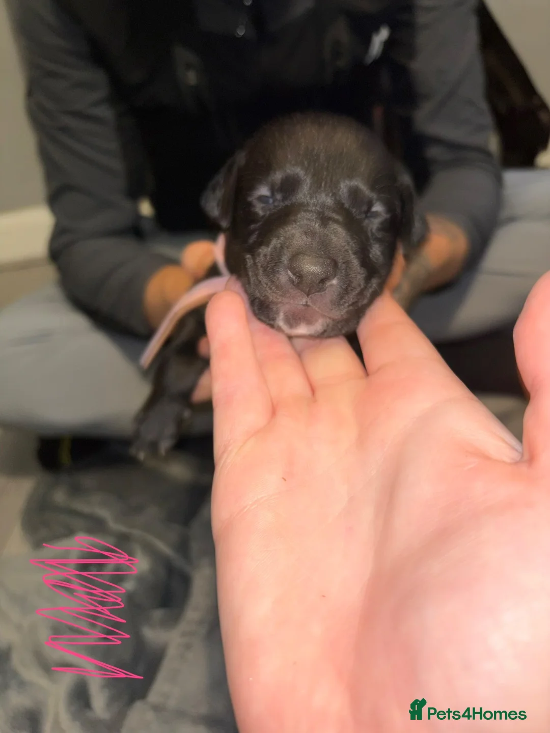 Mixed Breed dogs for sale: Whippet x deerhound x saluki x greyhound - Advert 2