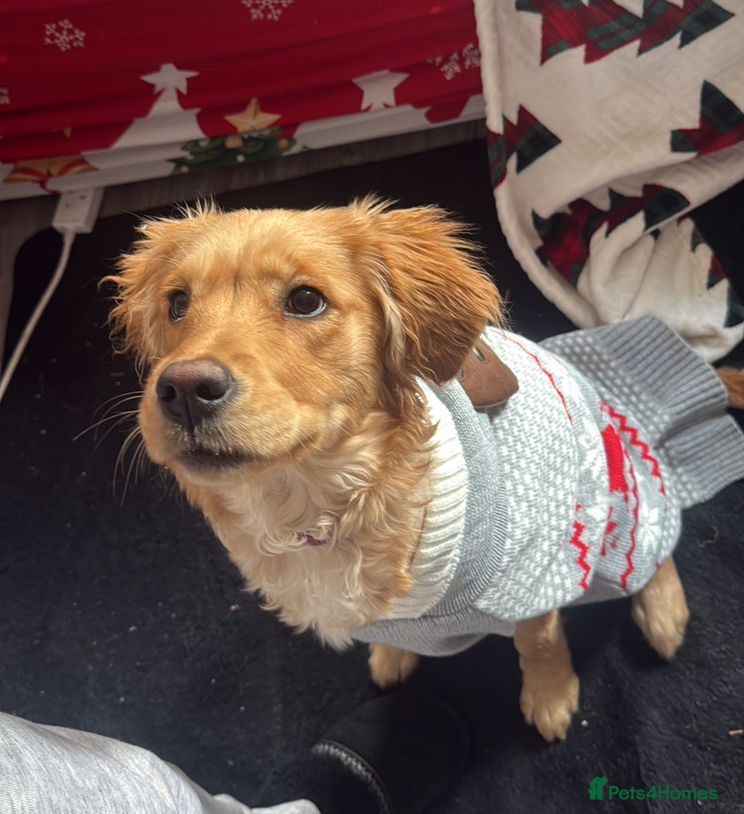 Golden Retriever dogs for sale: Golden retriever pup  - Advert 1