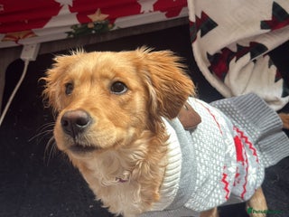 Golden Retriever dogs Golden retriever pup - Advert 1