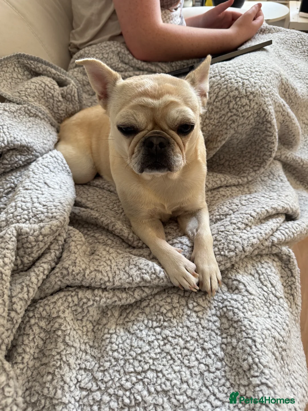 Mixed Breed dogs for sale: 2 year old female  - Advert 1