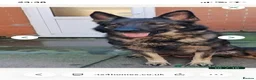 German Shepherd dogs for sale: German shepherd in Cardiff - Advert 1
