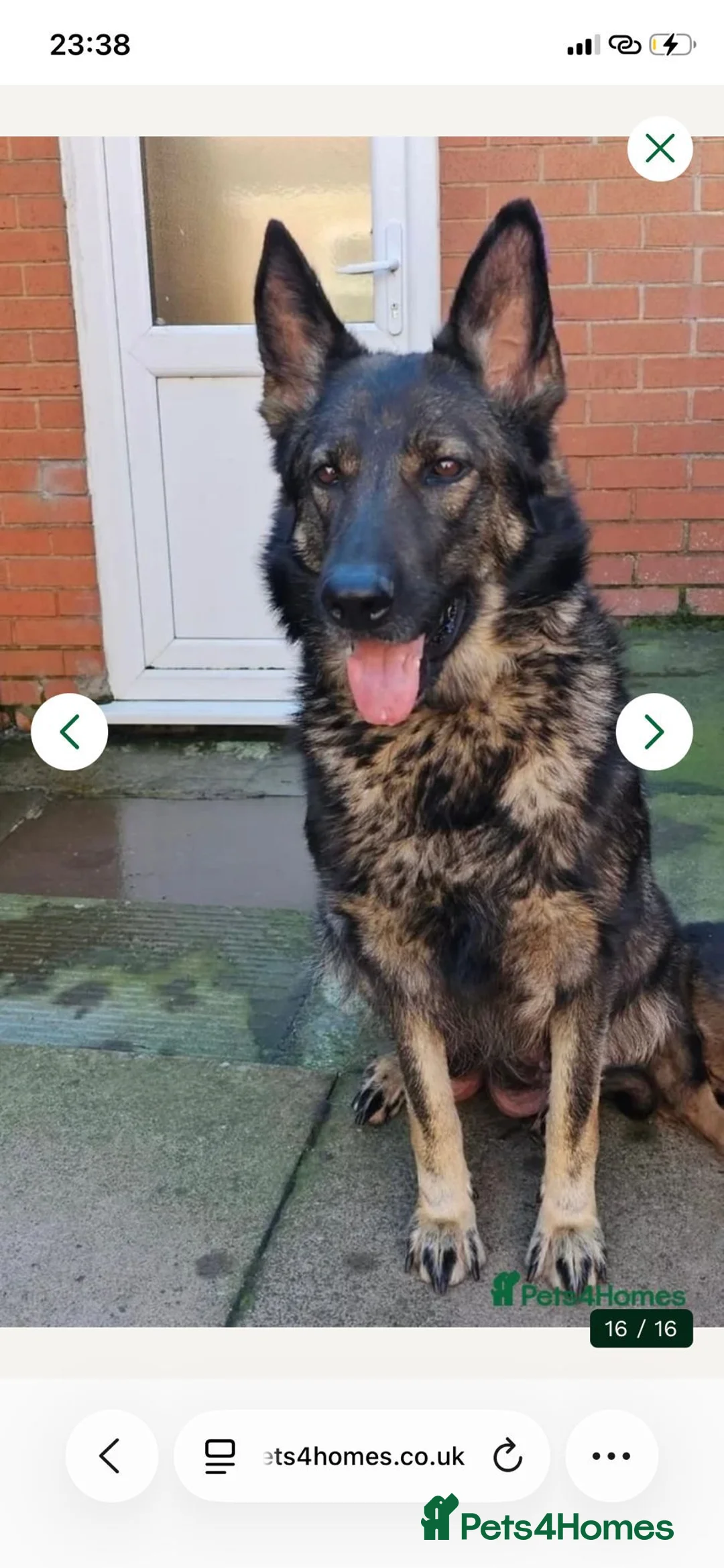 German Shepherd dogs for sale: German shepherd in Cardiff - Advert 1