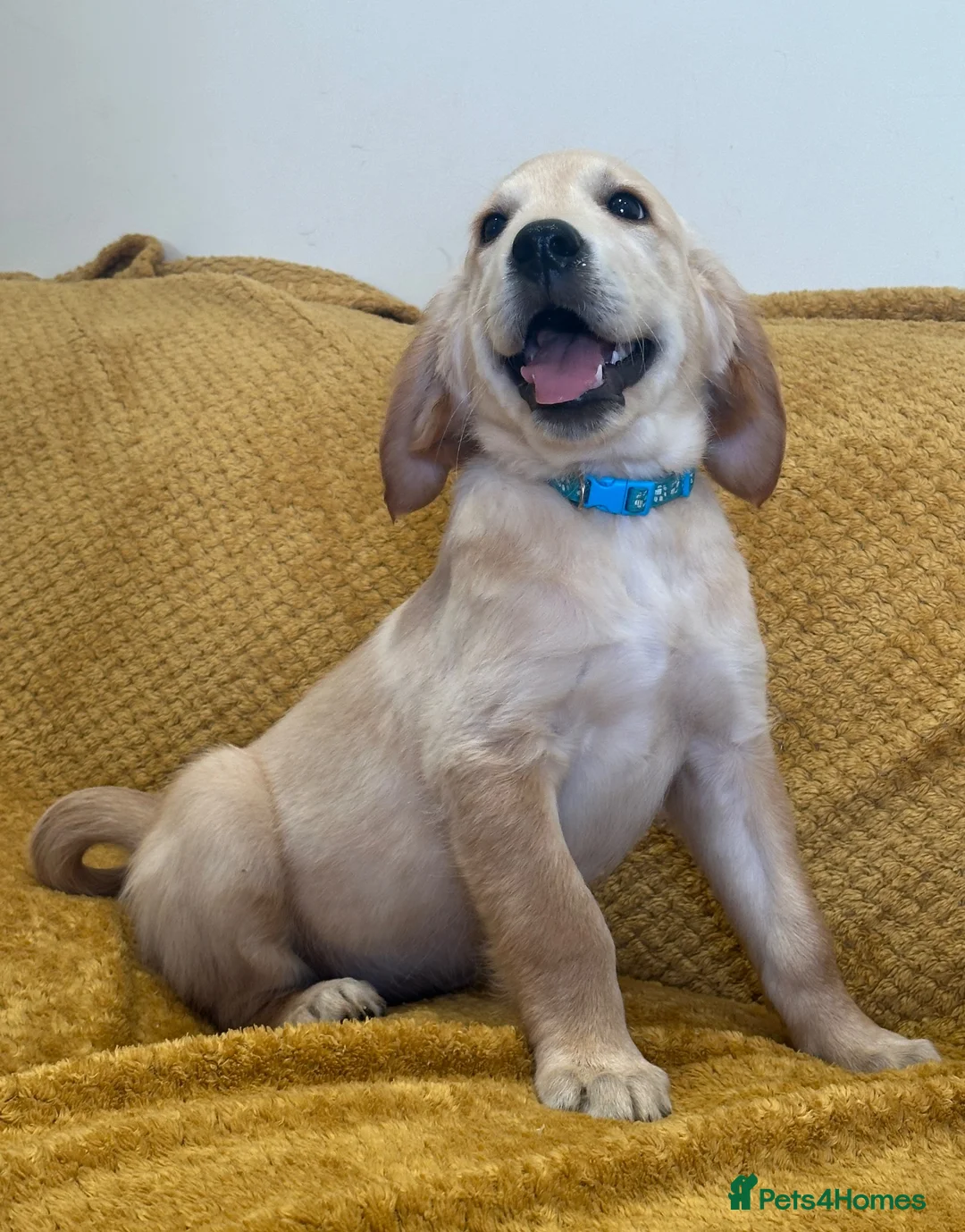 Golden Retriever dogs for sale: Quality litter of KC reg Golden Retriever puppies - Advert 1