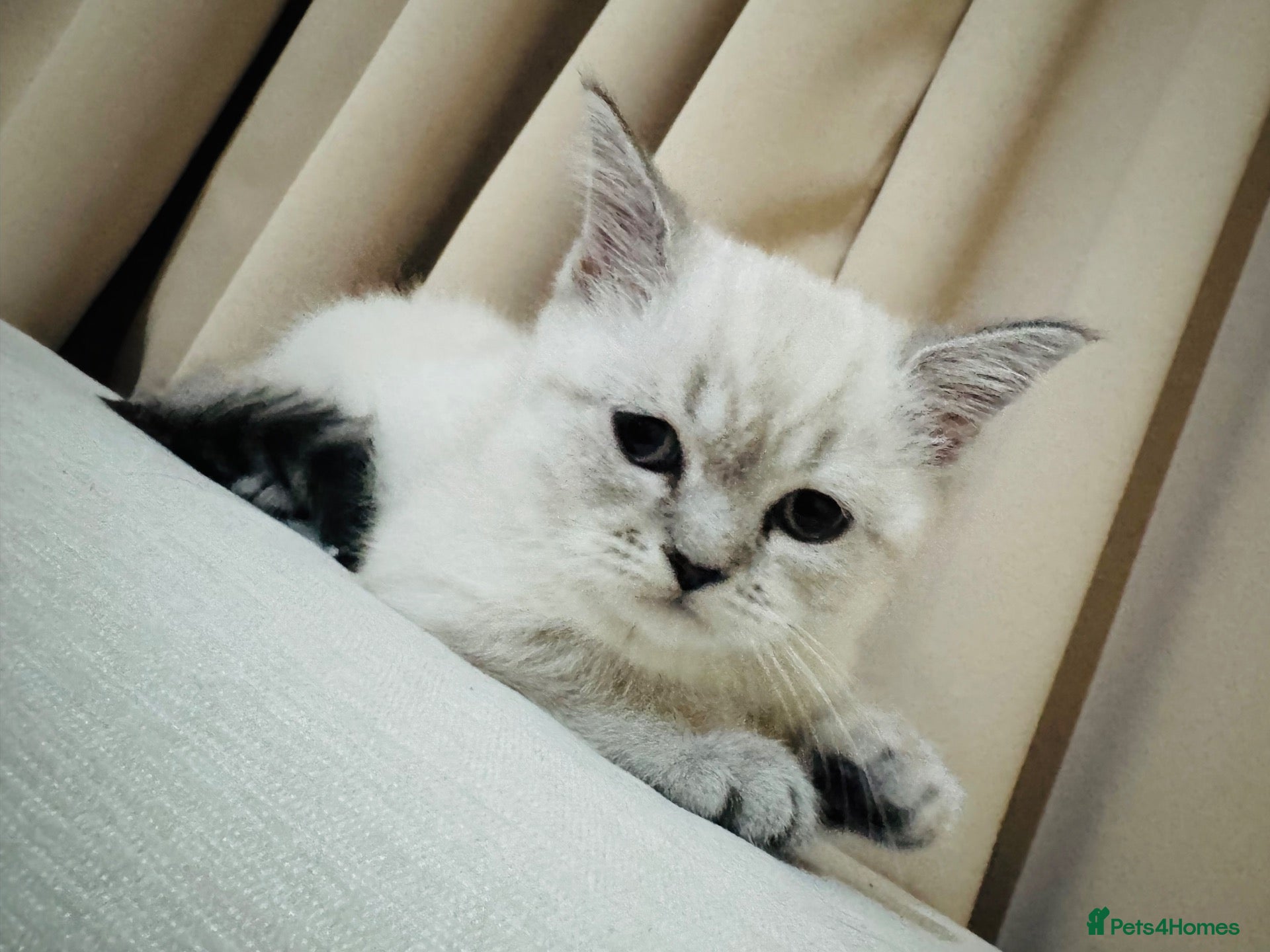 British Shorthair cats Gorgeous British Shorthair Chinchilla Female Kitte - Advert 3