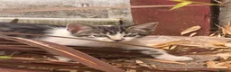 Mixed Breed cats for sale: Adorable Kittens Ready for new Homes  - Advert 5