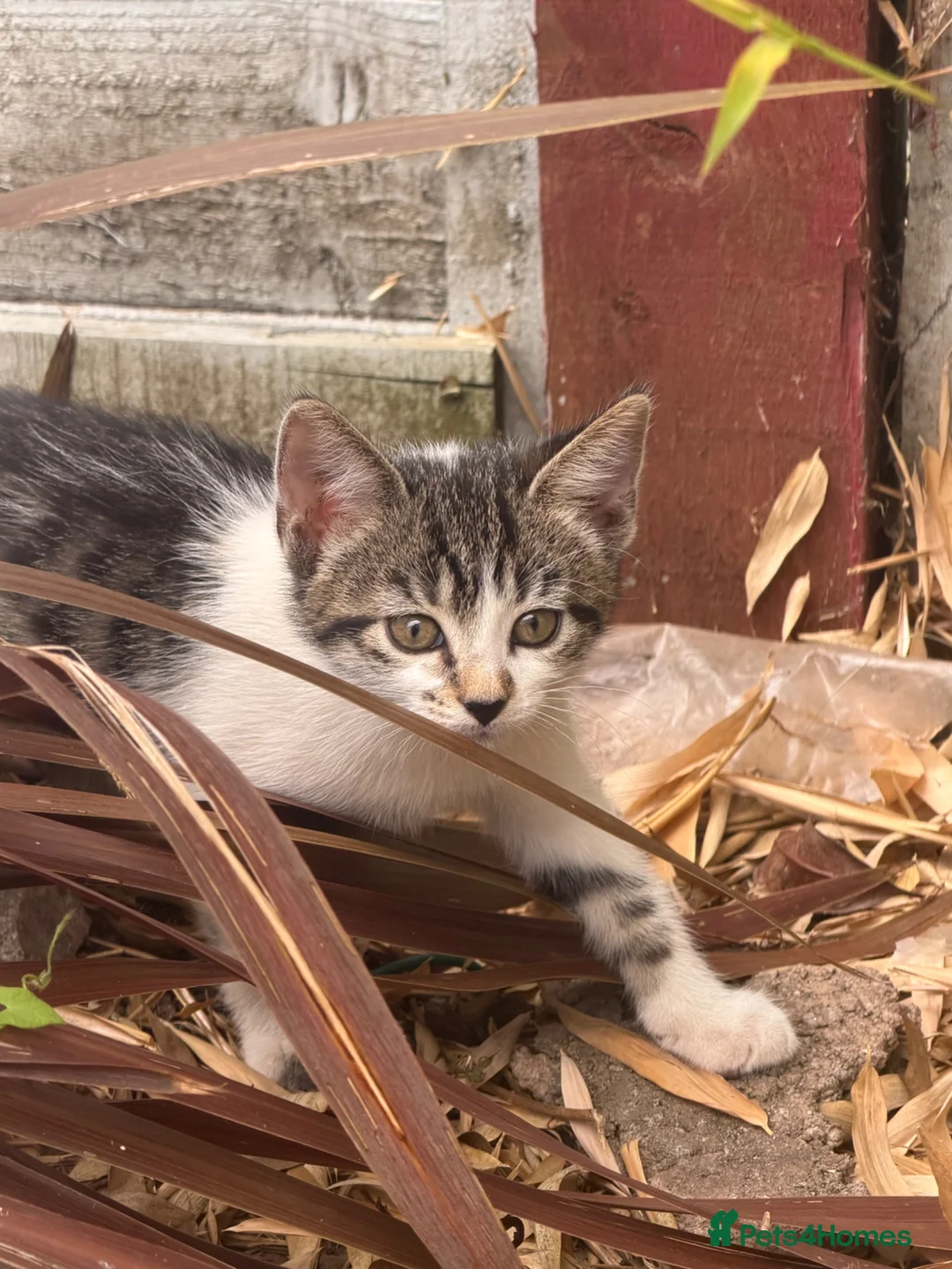 Mixed Breed cats for sale: Adorable Kittens Ready for new Homes  - Advert 5