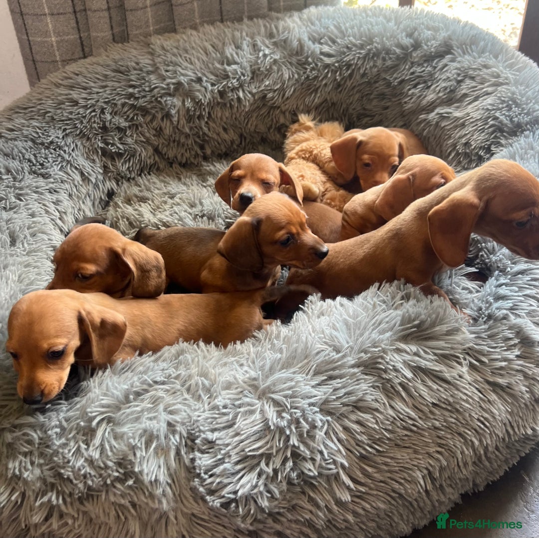 Dachshund dogs for sale: Dachshund Puppies  - Image 4