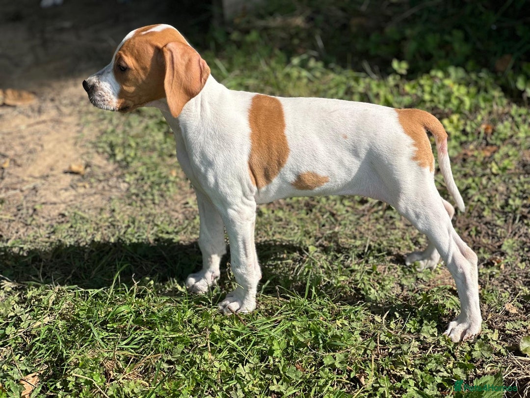 Pointer dogs for sale: KC registered Pointer Puppies, ready to leave - Image 10