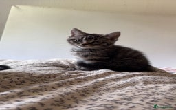 Mixed Breed cats for sale: Tabby female Cat / Persian mix - Image 2