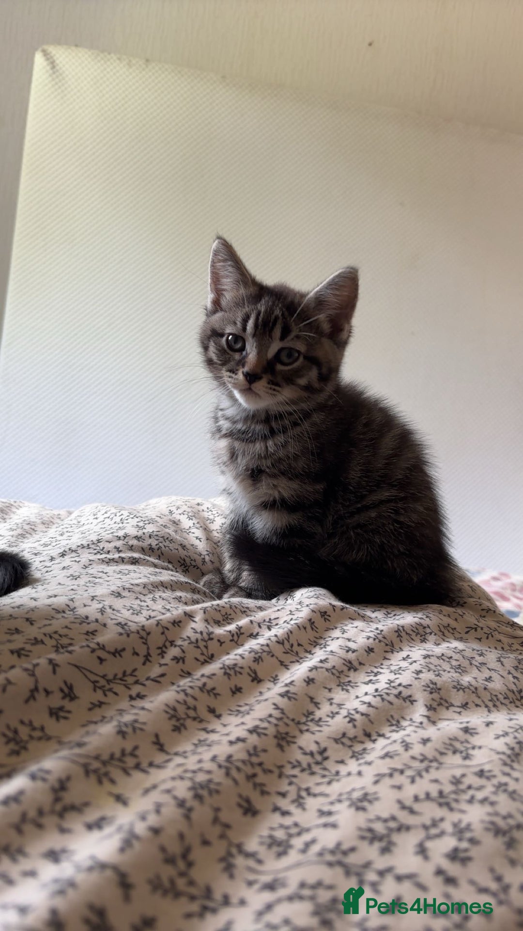 Mixed Breed cats for sale: Tabby female Cat / Persian mix - Image 2