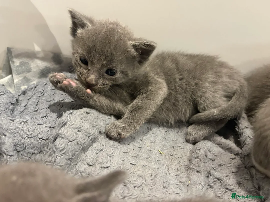 Mixed Breed cats for sale: Stunning grey and white kittens for sale  - Advert 6