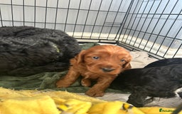 Mixed Breed dogs for sale: Cavalier-poo  - Image 6