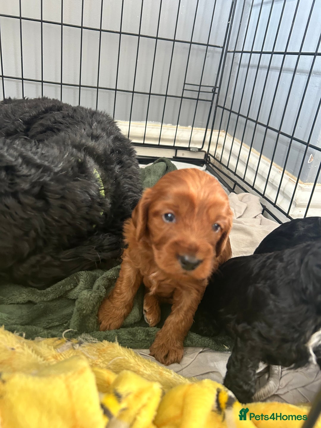 Mixed Breed dogs for sale: Cavalier-poo  - Image 6